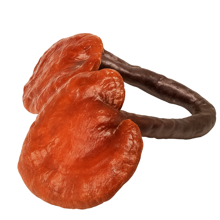 Reishi