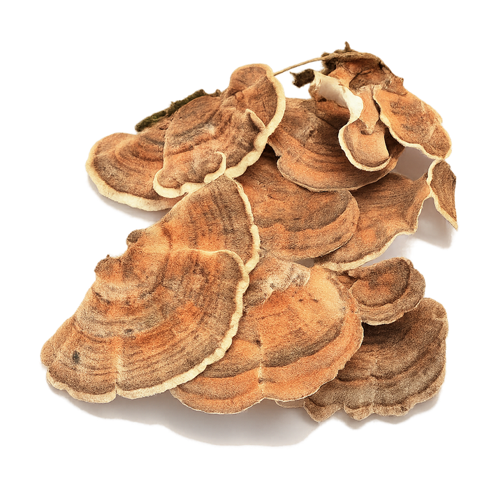 Turkey Tail