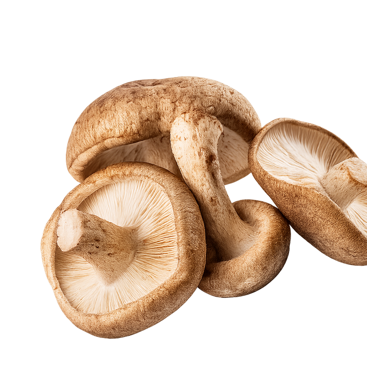 Shiitake