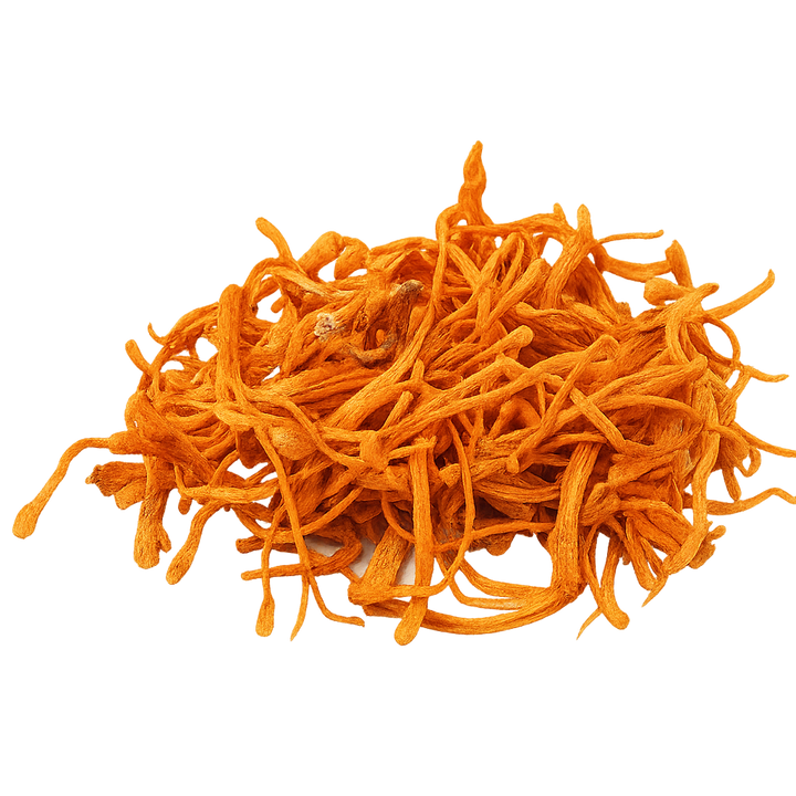 Cordyceps